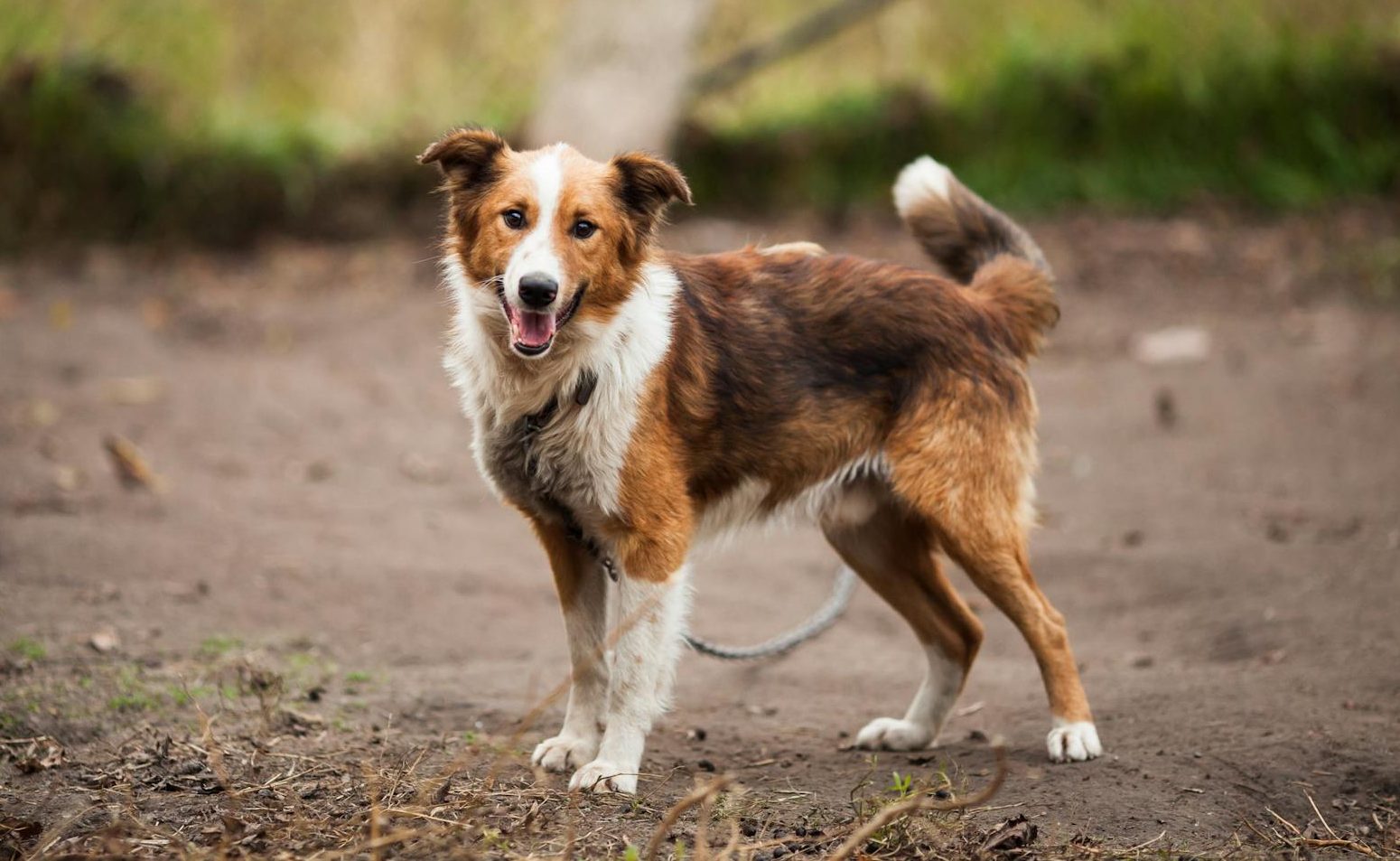 border collie outdoor near brown wooden dog house